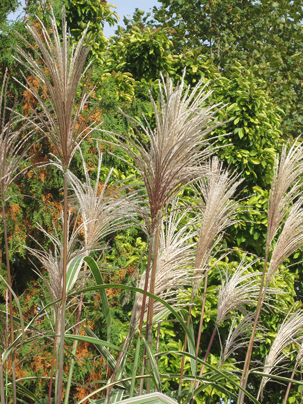 Variegated Silver Grass (Miscanthus sinensis 'Variegatus') at Squak Mountain Nursery