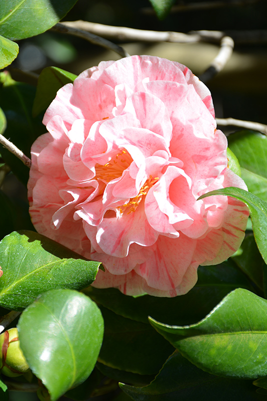 Carter's Sunburst Camellia (Camellia japonica 'Carter's Sunburst 