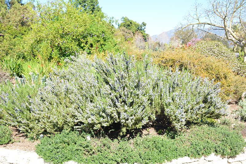 Blue Spires Rosemary (Rosmarinus officinalis 'Blue Spires') at Squak Mountain Nursery