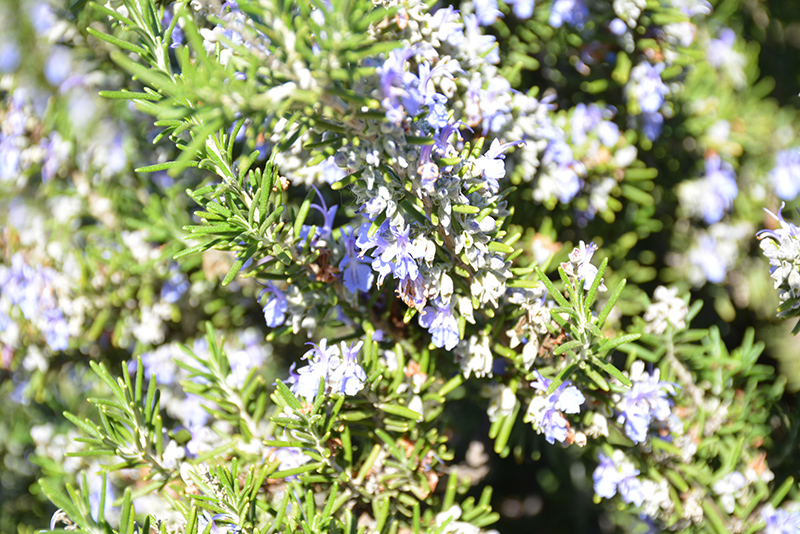 Blue Spires Rosemary (Rosmarinus officinalis 'Blue Spires') at Squak Mountain Nursery