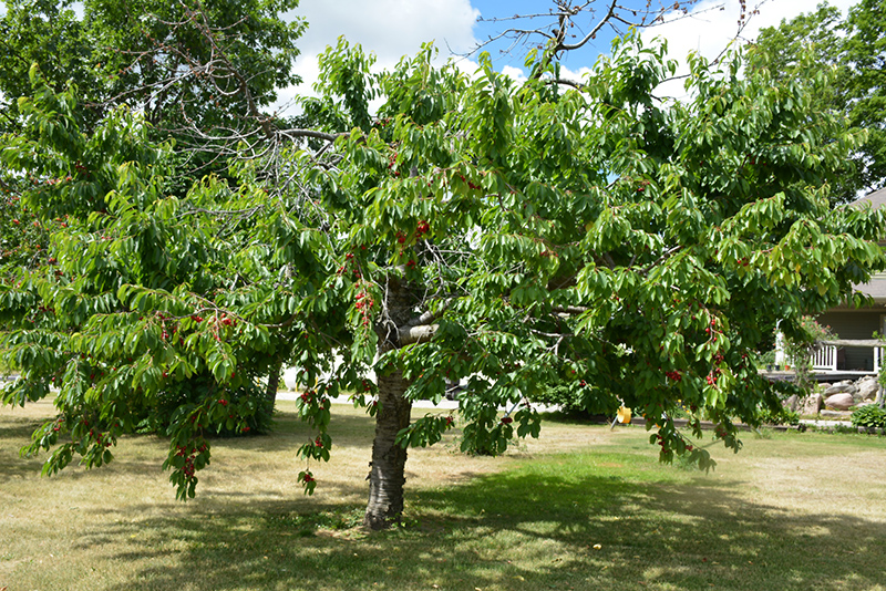 Bing Cherry (Prunus avium 'Bing') at Squak Mountain Nursery