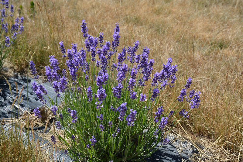 Hidcote Superior Lavender (Lavandula angustifolia 'Hidcote Superior') at Squak Mountain Nursery