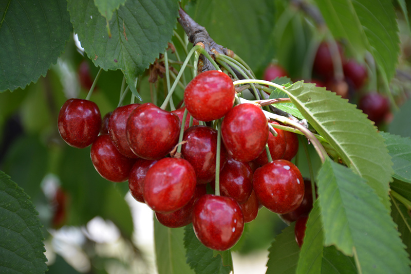 Bing Cherry (Prunus avium 'Bing') in Issaquah Seattle Bellevue Redmond ...