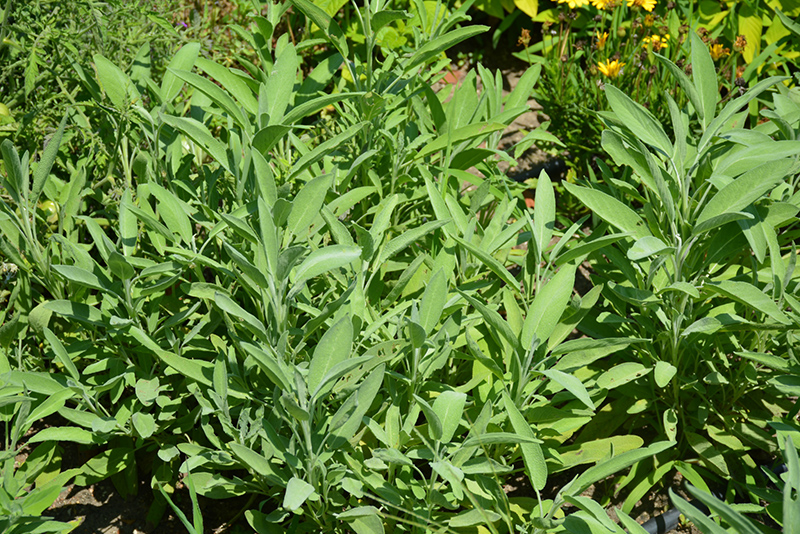 Common Sage (Salvia officinalis) at Squak Mountain Nursery