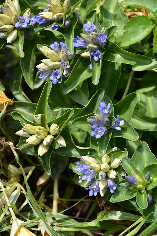 Blue Cross Gentian (Gentiana cruciata 'Blue Cross') at Squak Mountain Nursery