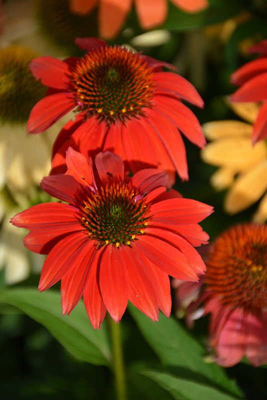 Cheyenne Spirit Coneflower (Echinacea 'Cheyenne Spirit') in Issaquah