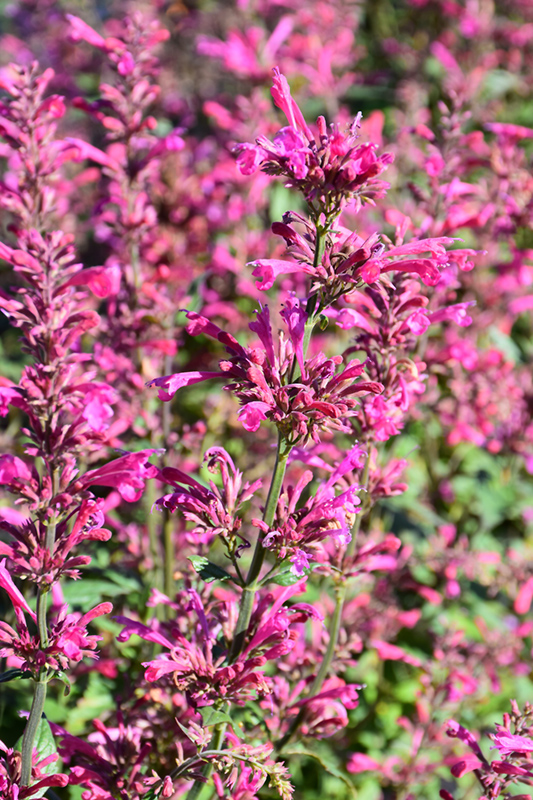 Morello Hyssop (Agastache 'Morello') in Issaquah Seattle Bellevue ...