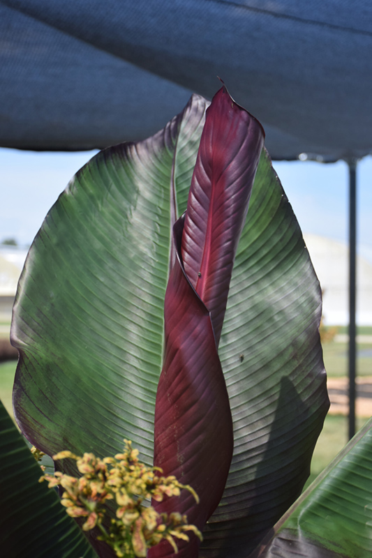 Red Banana (Ensete ventricosum 'Maurelii') at Squak Mountain Nursery
