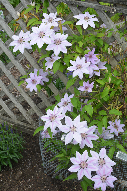 Nelly Moser Clematis (Clematis 'Nelly Moser') at Squak Mountain Nursery