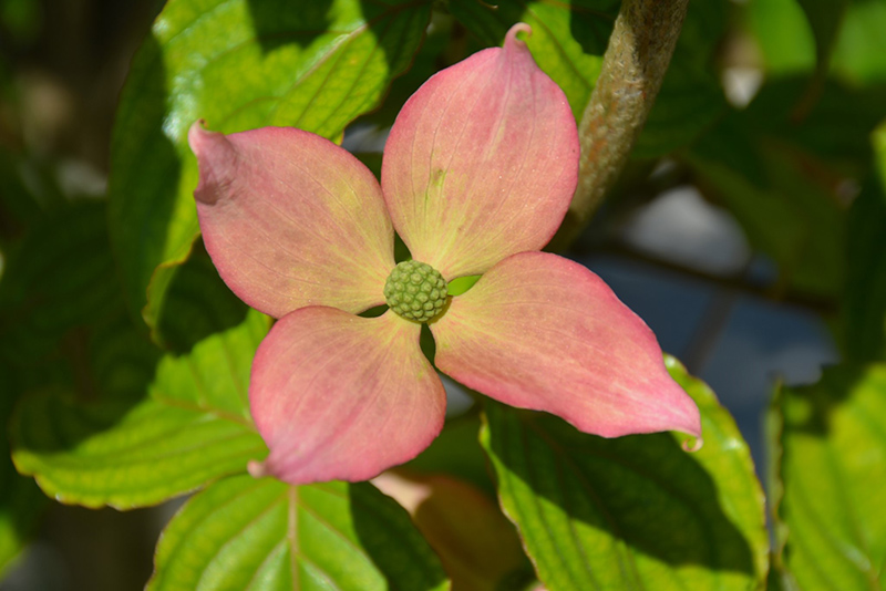 Rosy Teacups Flowering Dogwood (Cornus 'KN30-8') at Squak Mountain Nursery