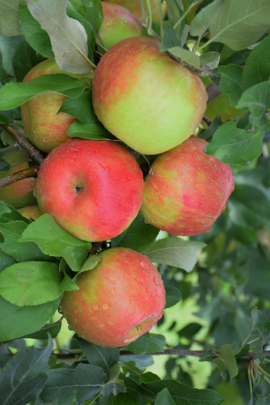 Honeycrisp Apple (Malus 'Honeycrisp') at Squak Mountain Nursery