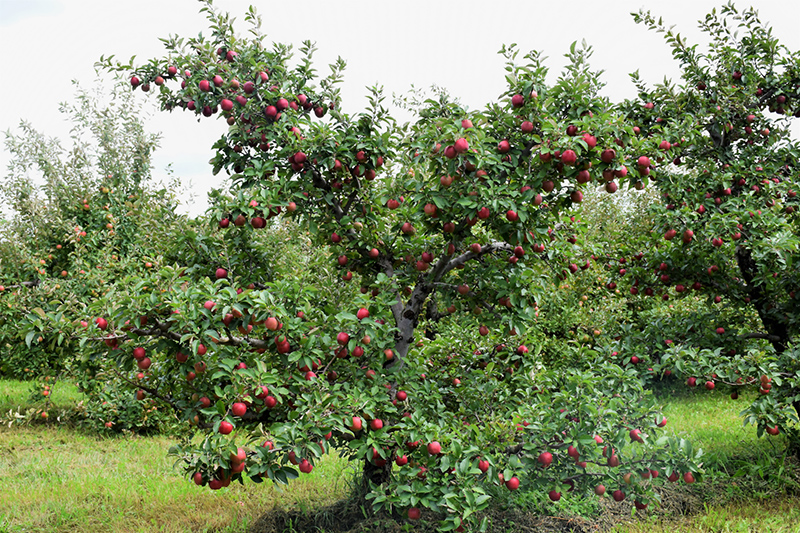 Red Delicious Apple (Malus 'Red Delicious') at Squak Mountain Nursery