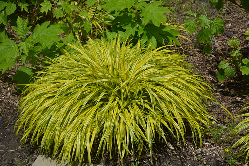 Golden Variegated Hakone Grass (Hakonechloa macra 'Aureola') at Squak Mountain Nursery