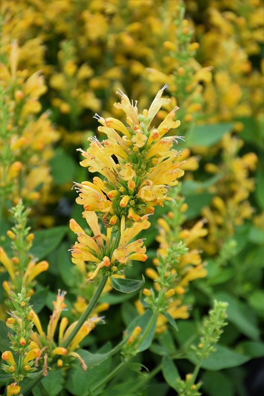 Poquitoâ„¢ Butter Yellow Hyssop (Agastache 'TNGAPBY') in 
