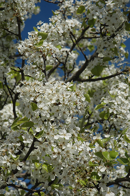 Autumn Blaze Ornamental Pear (Pyrus calleryana 'Autumn Blaze') in ...