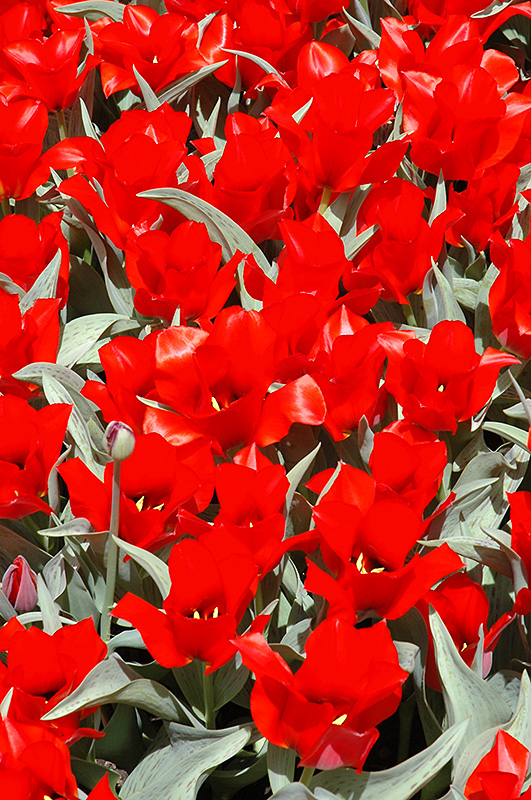 Casa Grande Tulip (Tulipa 'Casa Grande') at Squak Mountain Nursery