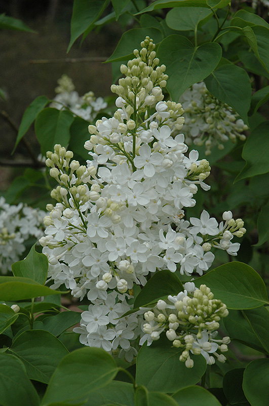 Betsy Ross Lilac (Syringa 'Betsy Ross') in Issaquah Seattle Bellevue ...