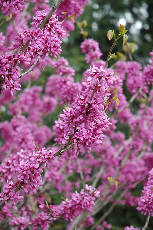 avondale redbud cercis chinensis 'avondale' in issaquah