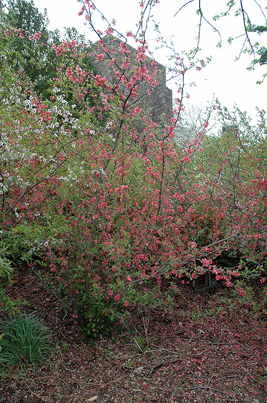 pink lady flowering quince chaenomeles x superba 'pink