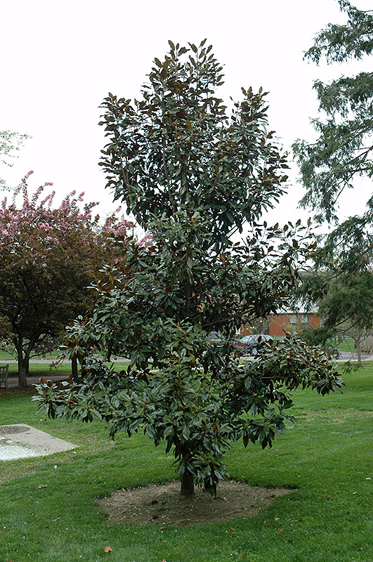 Kay Parris Magnolia (Magnolia grandiflora 'Kay Parris') at Squak Mountain Nursery