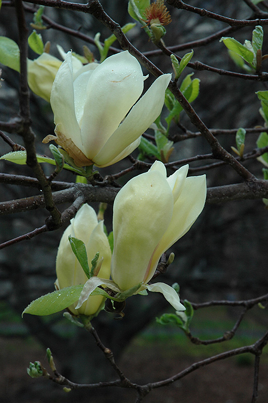 yellow lantern magnolia magnolia 'yellow lantern' in