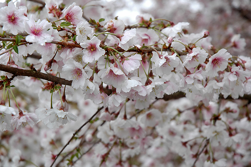 Hally Jolivette Flowering Cherry (Prunus 'Hally Jolivette') at Squak Mountain Nursery