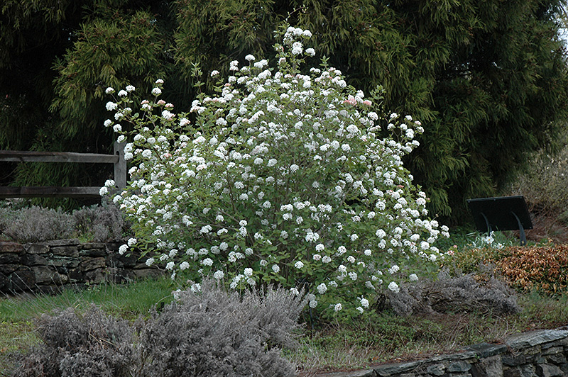 Koreanspice Viburnum (Viburnum carlesii) at Squak Mountain Nursery