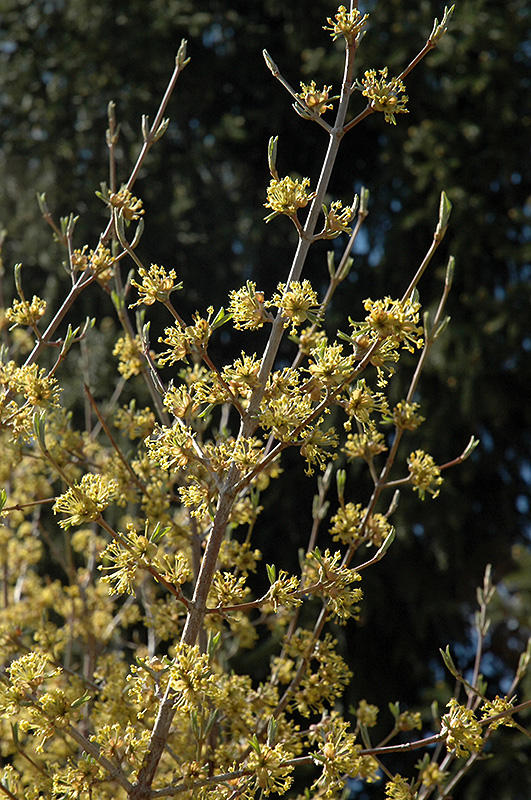 Cornelian Cherry Dogwood (Cornus mas) in Issaquah Seattle Bellevue ...