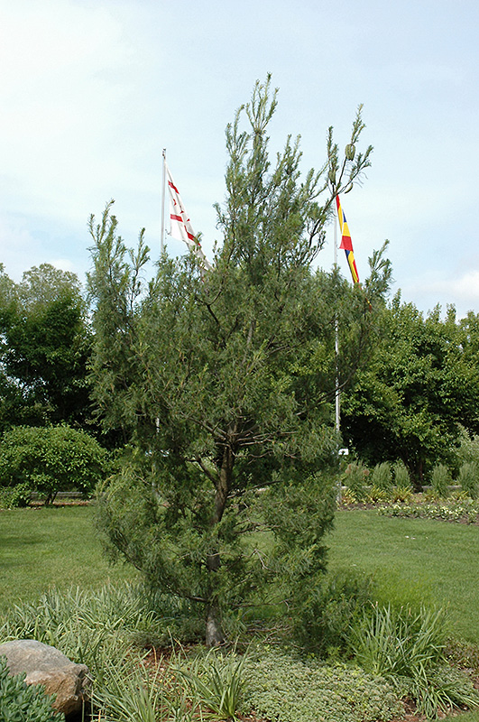 Twisted White Pine (Pinus strobus 'Contorta') at Squak Mountain Nursery