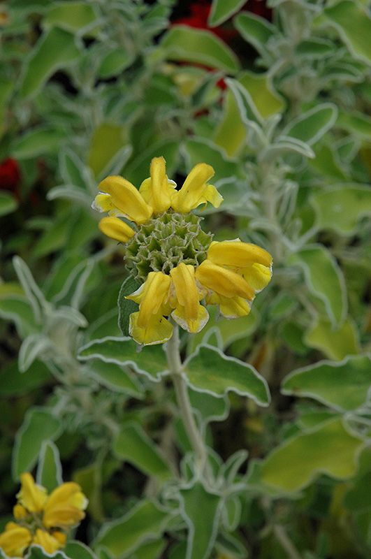 Jerusalem Sage (Phlomis fruticosa) at Squak Mountain Nursery