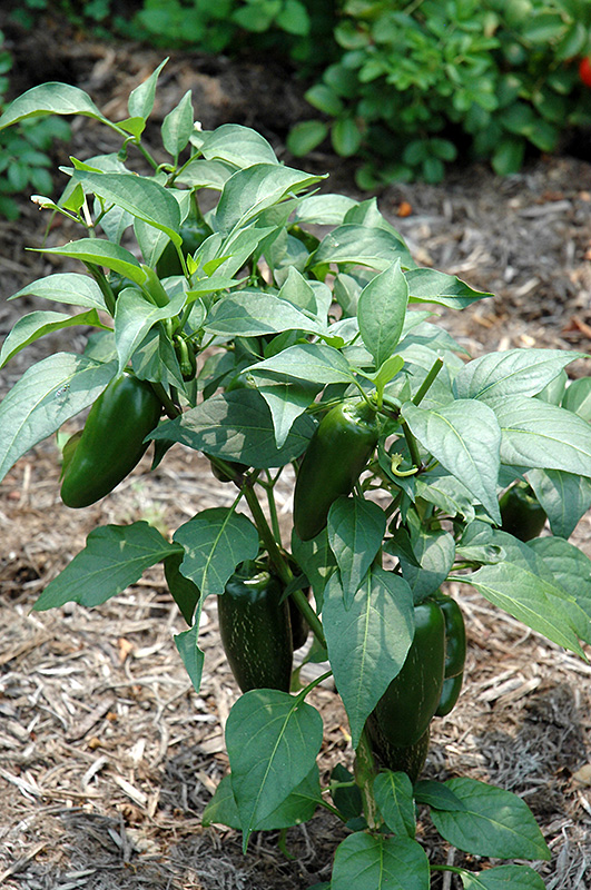 Jalapeno Pepper (Capsicum annuum 'Jalapeno') in Issaquah Seattle