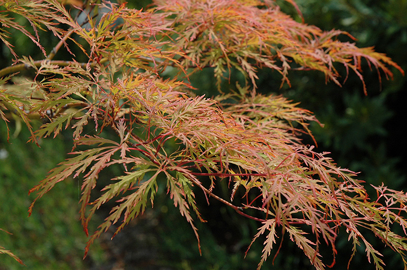 Baldsmith Japanese Maple (Acer palmatum 'Baldsmith') at Squak Mountain Nursery