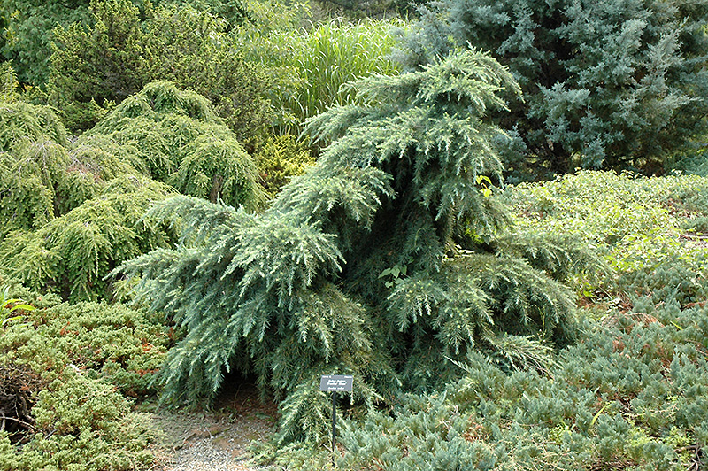 Feelin' Blue Deodar Cedar (Cedrus deodara 'Feelin' Blue') in Issaquah ...