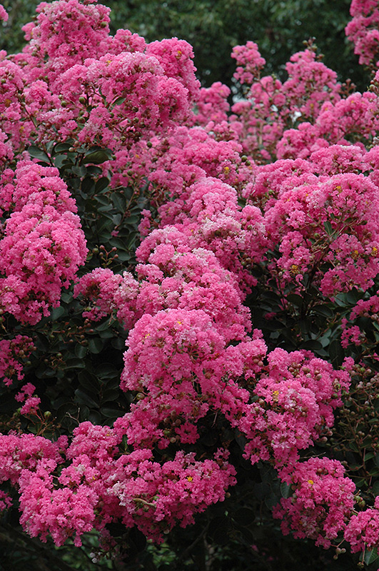 Crapemyrtle (Lagerstroemia indica) at Squak Mountain Nursery