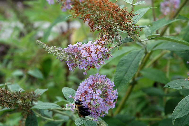 Lochinch Butterfly Bush (Buddleia 'Lochinch') at Squak Mountain Nursery