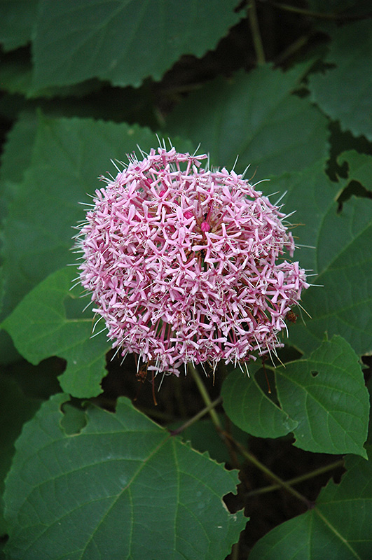 Rose Glory Bower (Clerodendrum bungei) in Issaquah Seattle 