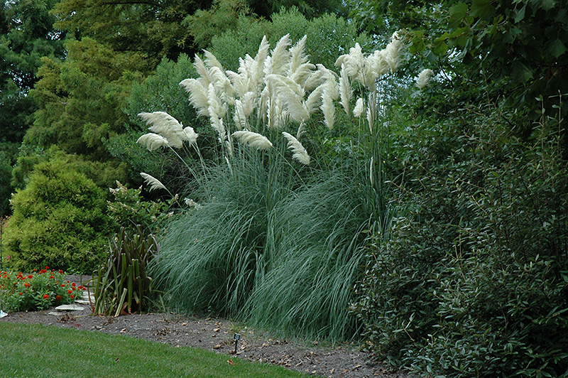 Pampas Grass (Cortaderia selloana) in Issaquah Seattle 