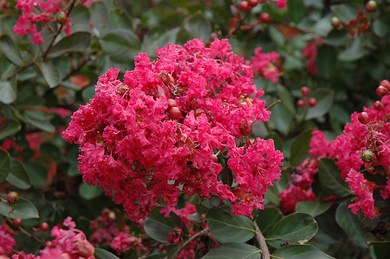 Red Filli Crapemyrtle (Lagerstroemia indica 'Red Filli') at Squak Mountain Nursery