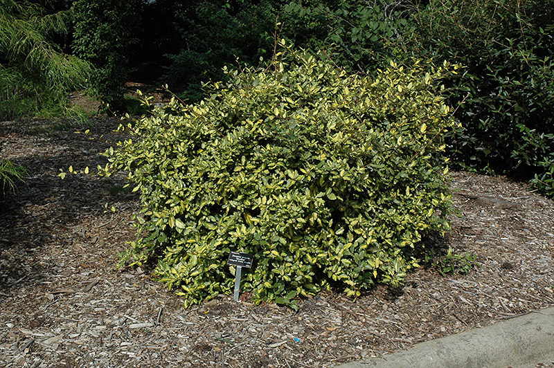 Variegated Silverberry (Elaeagnus pungens 'Maculata') at Squak Mountain Nursery
