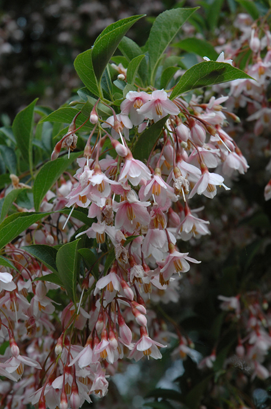 Pink Chimes Japanese Snowbell (Styrax japonicus 'Pink Chimes') at Squak Mountain Nursery