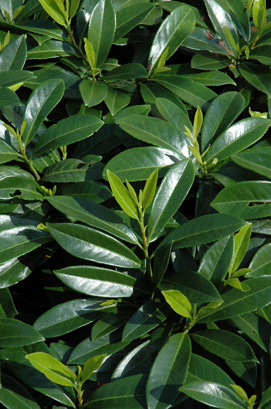 Mount Vernon Laurel (Prunus laurocerasus 'Mount Vernon') in Issaquah ...