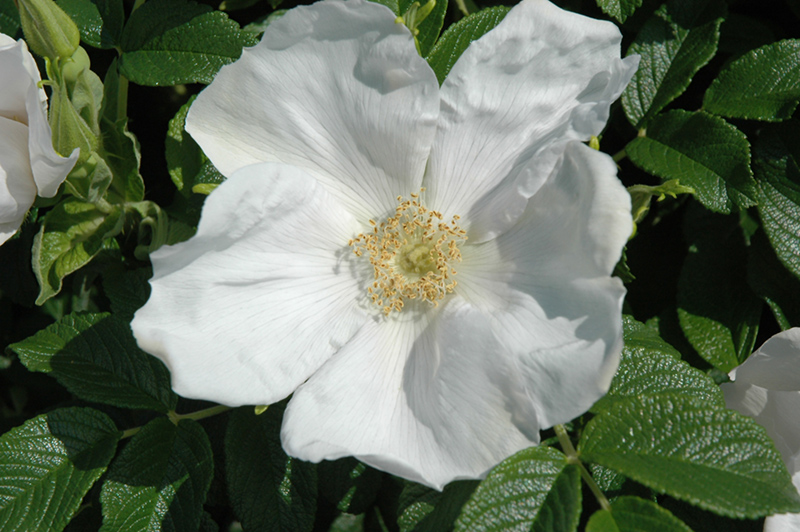 White Rugosa Rose (Rosa rugosa 'Alba') at Squak Mountain Nursery