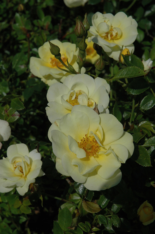 Lemon Drift Rose (Rosa 'Meisentmil') at Squak Mountain Nursery