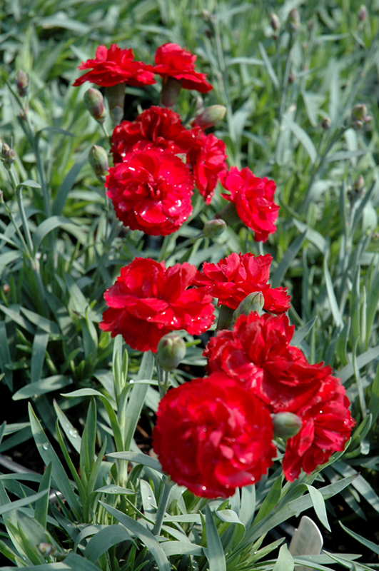 Early Bird Radiance Pinks (Dianthus 'Wp08 Mar05') at Squak Mountain Nursery