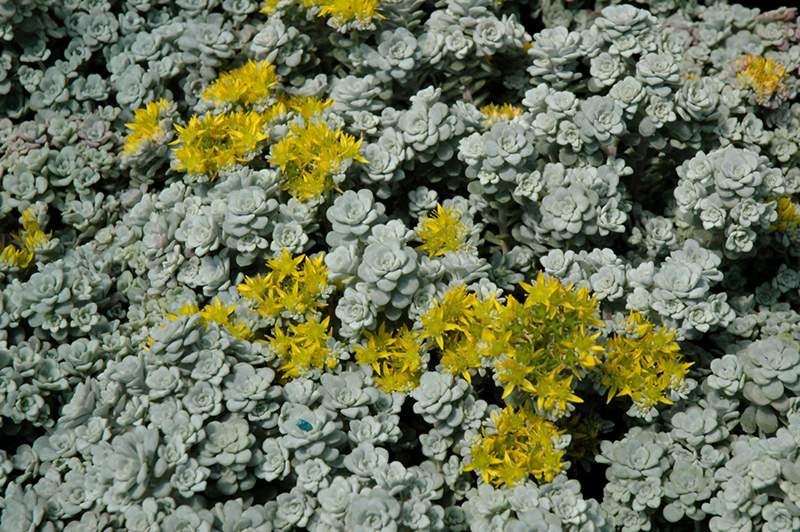 Cape Blanco Stonecrop (Sedum spathulifolium 'Cape Blanco') at Squak Mountain Nursery