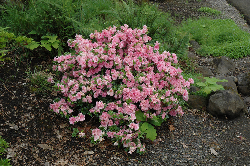 Gumpo Pink Azalea (Rhododendron 'Gumpo Pink') in Issaquah Seattle ...