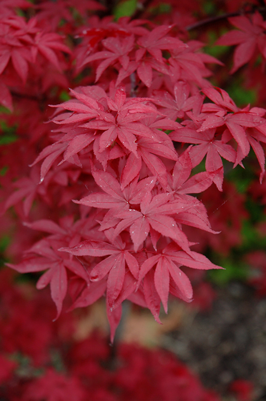 Twombly's Red Sentinel Japanese Maple (Acer palmatum 'Twombly's Red Sentinel') at Squak Mountain Nursery
