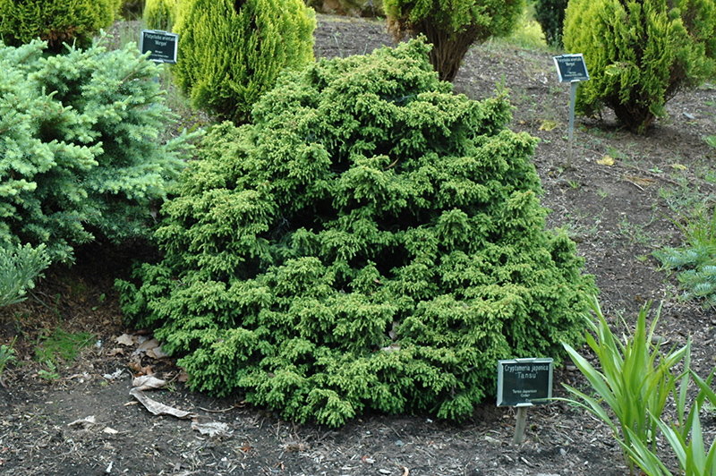 Tansu Dwarf Japanese Cedar (Cryptomeria japonica 'Tansu ...