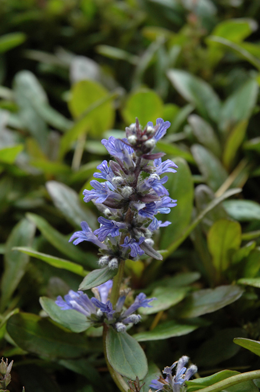 Blueberry Muffin Bugleweed (Ajuga reptans 'Blueberry Muffin') at Squak Mountain Nursery