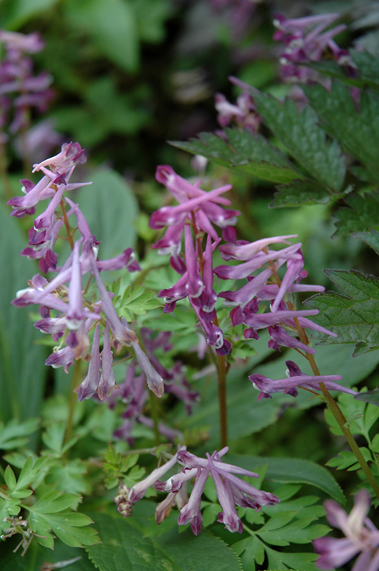 Blackberry Wine Corydalis (Corydalis 'Blackberry Wine') in Issaquah ...